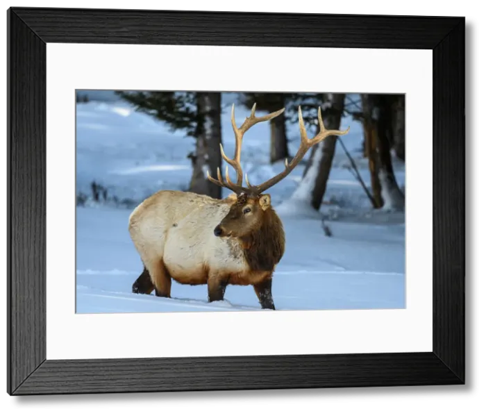 Framed Print : Elk (Cervus elaphus) Bull in winter habitat, Yellowstone National Park, Wyoming, USA Framed Print : Elk (Cervus elaphus) Bull in winter habitat, Yellowstone National Park, Wyoming, USA