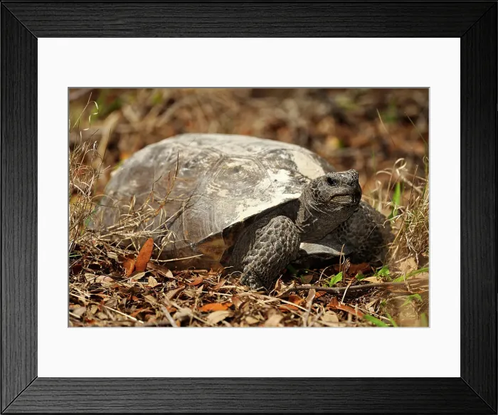 Framed Print : American gopher tortoise (gopherus polyphemus) Feeding, Shamrock Nature Preserve, Venice, Florida, USA Framed Print : American gopher tortoise (gopherus polyphemus) Feeding, Shamrock Nature Preserve, Venice, Florida, USA