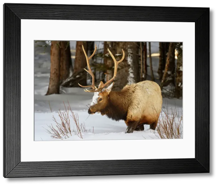 Framed Print : Elk (Cervus elaphus) Bull in winter habitat, Yellowstone National Park, Wyoming, USA Framed Print : Elk (Cervus elaphus) Bull in winter habitat, Yellowstone National Park, Wyoming, USA