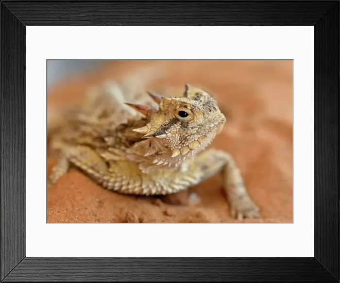 Framed Print : Texas horned lizard (Phrynosoma cornutum), Rio Grande City, Texas, USA Framed Print : Texas horned lizard (Phrynosoma cornutum), Rio Grande City, Texas, USA