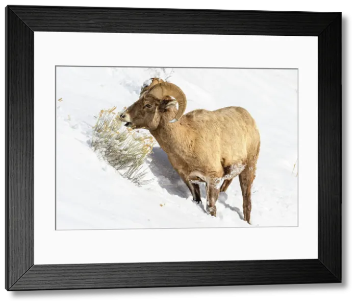 Framed Print : Bighorn sheep (Ovis Canadensis) Ram in winter range, Yellowstone National Park, Wyoming, USA