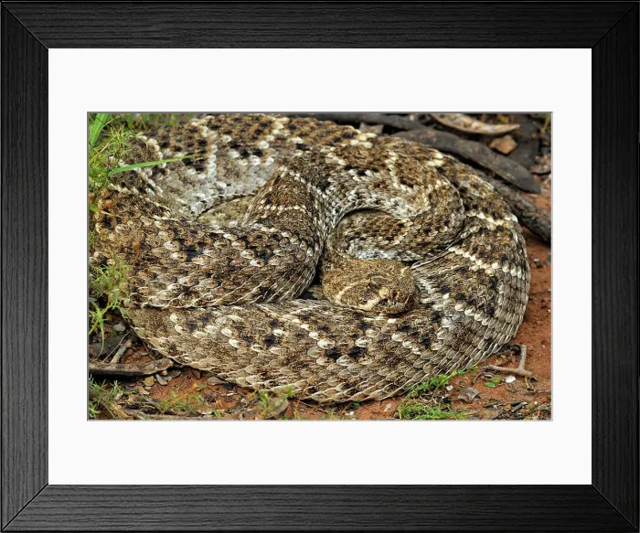 Framed Print : Western diamondback rattlesnake (Crotalus atrox), Rio Grande City, Texas, USA Framed Print : Western diamondback rattlesnake (Crotalus atrox), Rio Grande City, Texas, USA