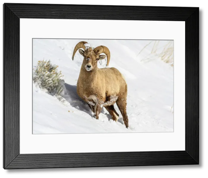 Framed Print : Bighorn sheep (Ovis Canadensis) Ram in winter range, Yellowstone National Park, Wyoming, USA Framed Print : Bighorn sheep (Ovis Canadensis) Ram in winter range, Yellowstone National Park, Wyoming, USA