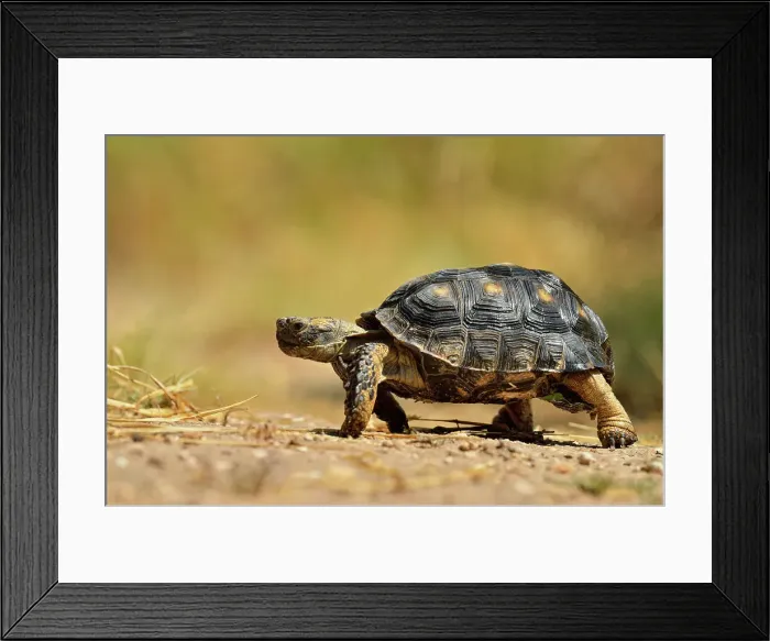 Framed Print : Texas Tortoise (Gopherus berlandieri), Rio Grande City, Texas, USA Framed Print : Texas Tortoise (Gopherus berlandieri), Rio Grande City, Texas, USA