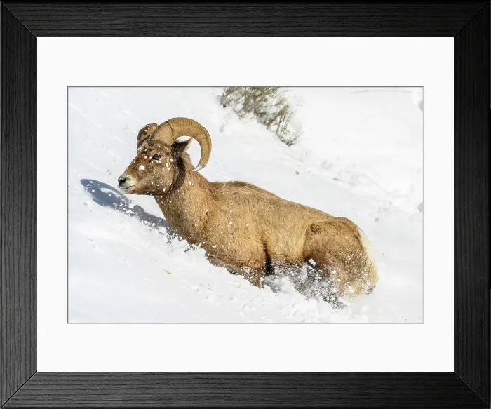 Framed Print : Bighorn sheep (Ovis Canadensis) Ram in winter range, Yellowstone National Park, Wyoming, USA Framed Print : Bighorn sheep (Ovis Canadensis) Ram in winter range, Yellowstone National Park, Wyoming, USA