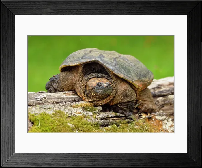 Framed Print : common snapping turtle (Chelydra serpentina) Captive, Minnesota wildlife Connection, Sandstone, Minnesota, USA Framed Print : common snapping turtle (Chelydra serpentina) Captive, Minnesota wildlife Connection, Sandstone, Minnesota, USA