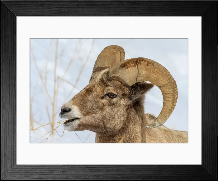 Framed Print : Bighorn sheep (Ovis Canadensis) Ram in winter range, Yellowstone National Park, Wyoming, USA Framed Print : Bighorn sheep (Ovis Canadensis) Ram in winter range, Yellowstone National Park, Wyoming, USA