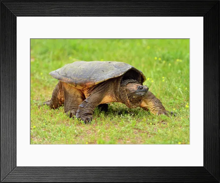 Framed Print : common snapping turtle (Chelydra serpentina) Captive, Minnesota wildlife Connection, Sandstone, Minnesota, USA Framed Print : common snapping turtle (Chelydra serpentina) Captive, Minnesota wildlife Connection, Sandstone, Minnesota, USA