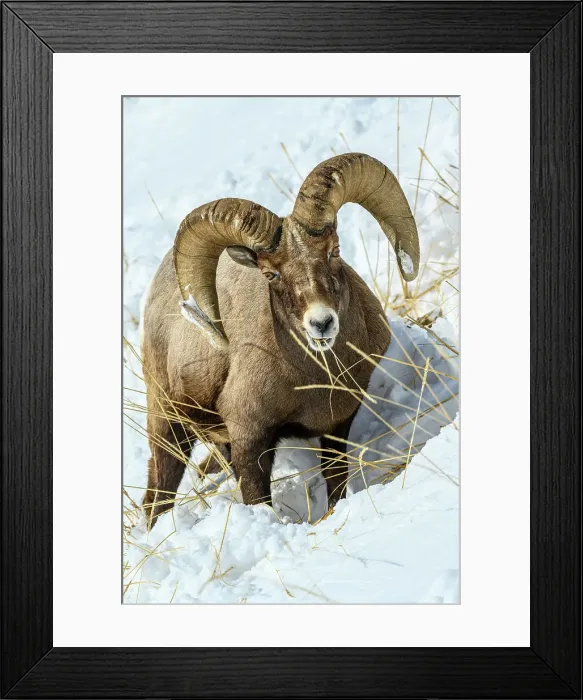 Framed Print : Bighorn sheep (Ovis Canadensis) Ram in winter range, Yellowstone National Park, Wyoming, USA Framed Print : Bighorn sheep (Ovis Canadensis) Ram in winter range, Yellowstone National Park, Wyoming, USA