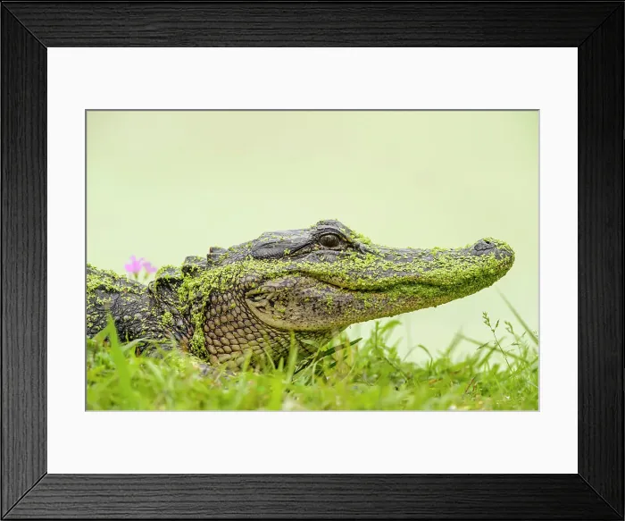 Framed Print : Loafing alligator (Alligator mississipiensis), Jungle Gardens, Avery Island, Louisiana, USA Framed Print : Loafing alligator (Alligator mississipiensis), Jungle Gardens, Avery Island, Louisiana, USA