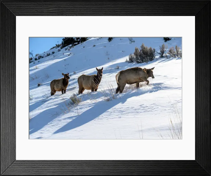 Framed Print : Elk (Cervus elaphus) Three cows, Yellowstone National Park, Wyoming, USA