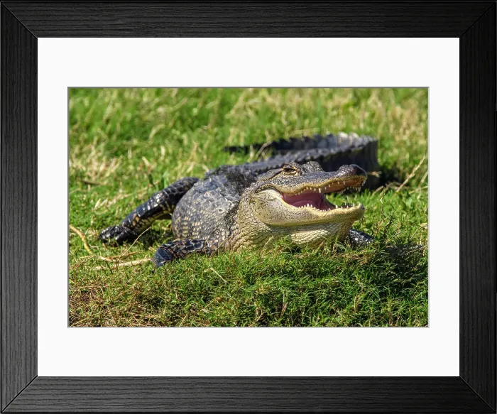 Framed Print : Basking alligator (Alligator mississipiensis), Cameron Prairie NWR, Louisiana, USA Framed Print : Basking alligator (Alligator mississipiensis), Cameron Prairie NWR, Louisiana, USA