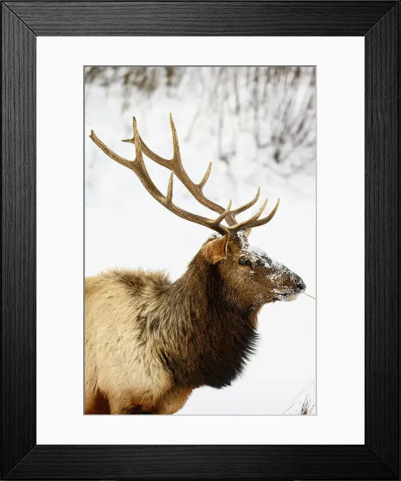Framed Print : Elk (Cervus elaphus) Bull in winter habitat, Yellowstone National Park, Wyoming, USA Framed Print : Elk (Cervus elaphus) Bull in winter habitat, Yellowstone National Park, Wyoming, USA