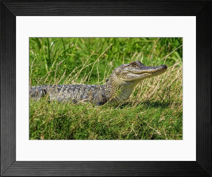 Framed Print : Basking alligator (Alligator mississipiensis), Cameron Prairie NWR, Louisiana, USA Framed Print : Basking alligator (Alligator mississipiensis), Cameron Prairie NWR, Louisiana, USA