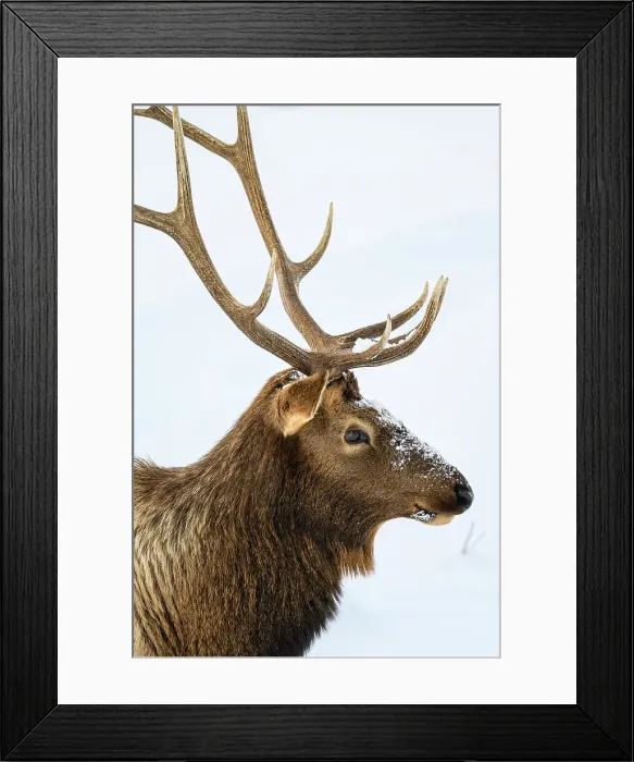 Framed Print : Elk (Cervus elaphus) Bull in winter habitat, Yellowstone National Park, Wyoming, USA