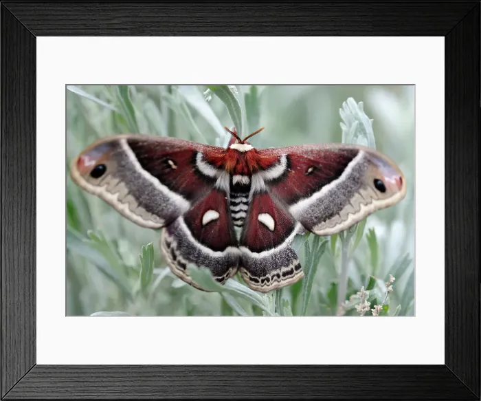 Framed Print : Cecropia moth (Hyalophora cecropia), Yellowstone NP, Wyoming, USA Framed Print : Cecropia moth (Hyalophora cecropia), Yellowstone NP, Wyoming, USA