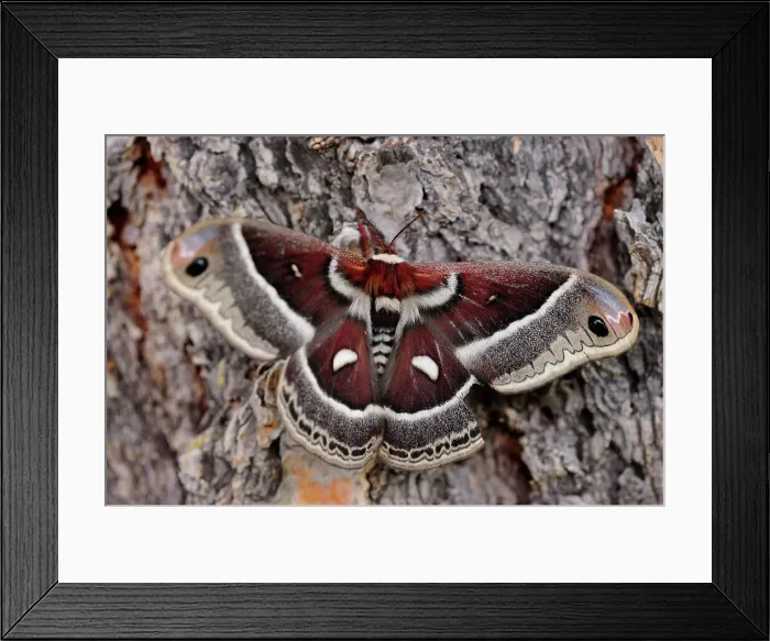 Framed Print : Cecropia moth (Hyalophora cecropia), Yellowstone NP, Wyoming, USA Framed Print : Cecropia moth (Hyalophora cecropia), Yellowstone NP, Wyoming, USA