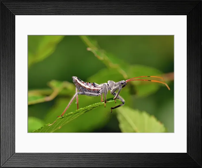 Framed Print : Assasin bug, Petit Jean State Park, Arkansas, USA