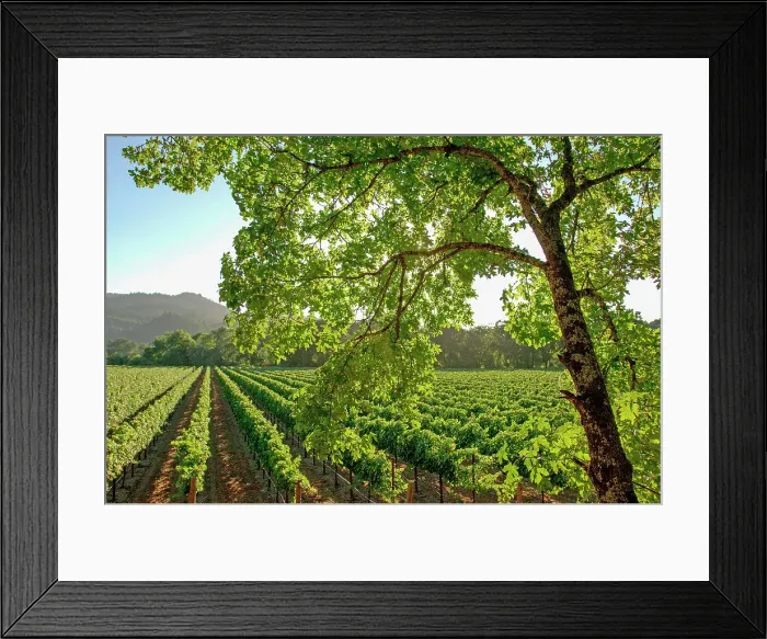 Framed Print : Vineyards near Napa, Napa Valley, California, United States of America Framed Print : Vineyards near Napa, Napa Valley, California, United States of America