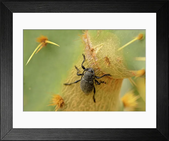 Framed Print : Cactus long-horned beetle (Moneilema spp.), Rio Grande City, Texas, USA Framed Print : Cactus long-horned beetle (Moneilema spp.), Rio Grande City, Texas, USA