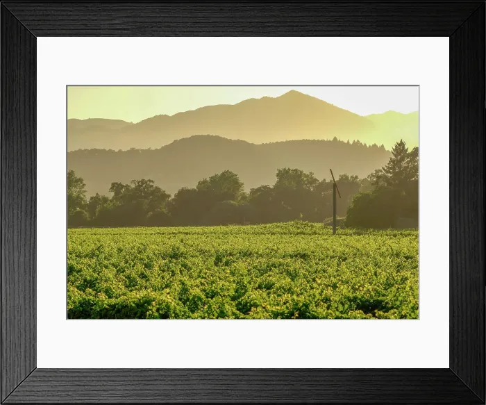 Framed Print : Vineyards near Napa, Napa Valley, California, United States of America Framed Print : Vineyards near Napa, Napa Valley, California, United States of America