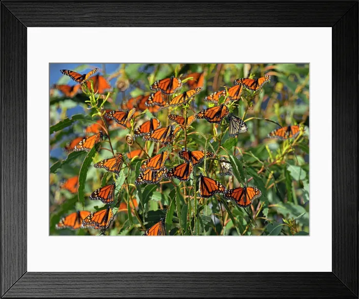 Framed Print : Monarch (Danaus plexippus) Winter colony roosting in eucalyptus tree, Pismo Beach State Park, California, USA Framed Print : Monarch (Danaus plexippus) Winter colony roosting in eucalyptus tree, Pismo Beach State Park, California, USA