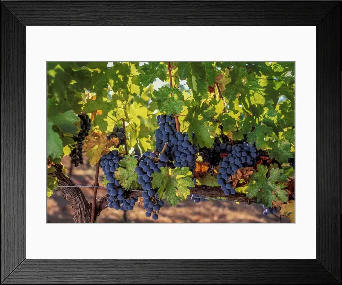 Framed Print : USA, California, Sonoma County, Alexander Valley, Red Grapes Framed Print : USA, California, Sonoma County, Alexander Valley, Red Grapes