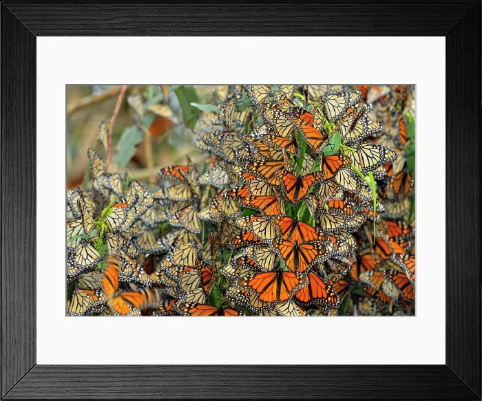 Framed Print : Monarch (Danaus plexippus) Winter colony roosting in eucalyptus tree, Pismo Beach State Park, California, USA Framed Print : Monarch (Danaus plexippus) Winter colony roosting in eucalyptus tree, Pismo Beach State Park, California, USA