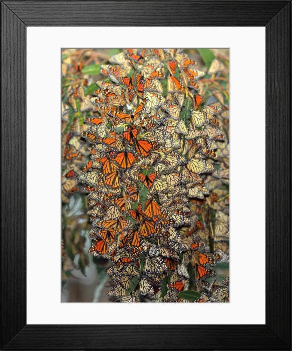 Framed Print : Monarch (Danaus plexippus) Winter colony roosting in eucalyptus tree, Pismo Beach State Park, California, USA Framed Print : Monarch (Danaus plexippus) Winter colony roosting in eucalyptus tree, Pismo Beach State Park, California, USA