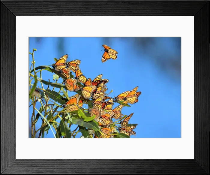 Framed Print : Monarch (Danaus plexippus) Winter colony roosting in eucalyptus tree, Pismo Beach State Park, California, USA Framed Print : Monarch (Danaus plexippus) Winter colony roosting in eucalyptus tree, Pismo Beach State Park, California, USA