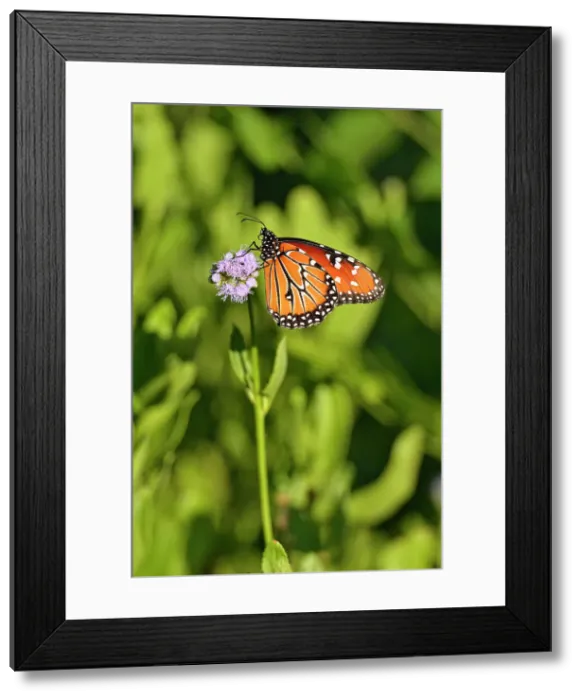 Framed Print : Queen butterfly (Danaus gilippus), Edinburgh Scenic Wetlands, Texas, USA Framed Print : Queen butterfly (Danaus gilippus), Edinburgh Scenic Wetlands, Texas, USA