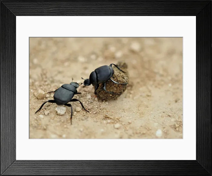 Framed Print : Dung beetle rolling a ball of domestic dog dung, Rio Grande City, Texas, USA Framed Print : Dung beetle rolling a ball of domestic dog dung, Rio Grande City, Texas, USA