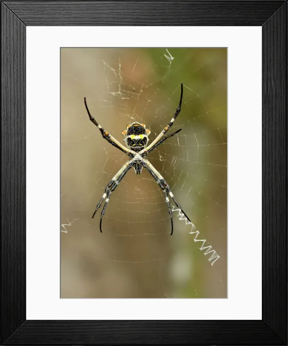 Framed Print : Argiope spider in her web, Rio Grande City, Texas, USA Framed Print : Argiope spider in her web, Rio Grande City, Texas, USA