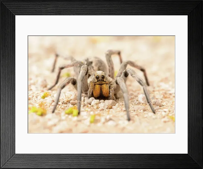 Framed Print : Texas wolf spider (Hogna carolinensis), Santa Clara ranch, Starr County, Texas, USA Framed Print : Texas wolf spider (Hogna carolinensis), Santa Clara ranch, Starr County, Texas, USA