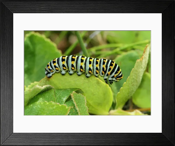 Framed Print : Oregon swallowtail (Papilio oregonius) caterpillar, Bandon, Oregon, USA Framed Print : Oregon swallowtail (Papilio oregonius) caterpillar, Bandon, Oregon, USA