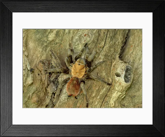 Framed Print : Texas Brown tarantula (Aphonopelma hentzi), Rio Grande City, Texas, USA Framed Print : Texas Brown tarantula (Aphonopelma hentzi), Rio Grande City, Texas, USA