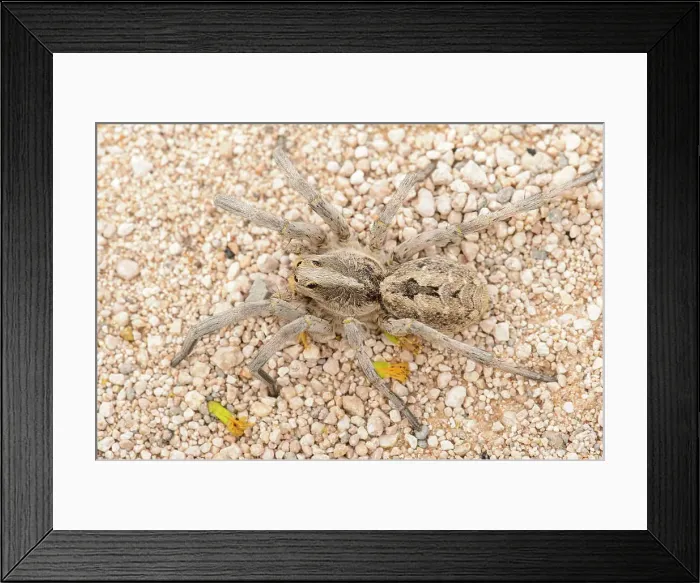 Framed Print : Texas wolf spider (Hogna carolinensis), Santa Clara ranch, Starr County, Texas, USA