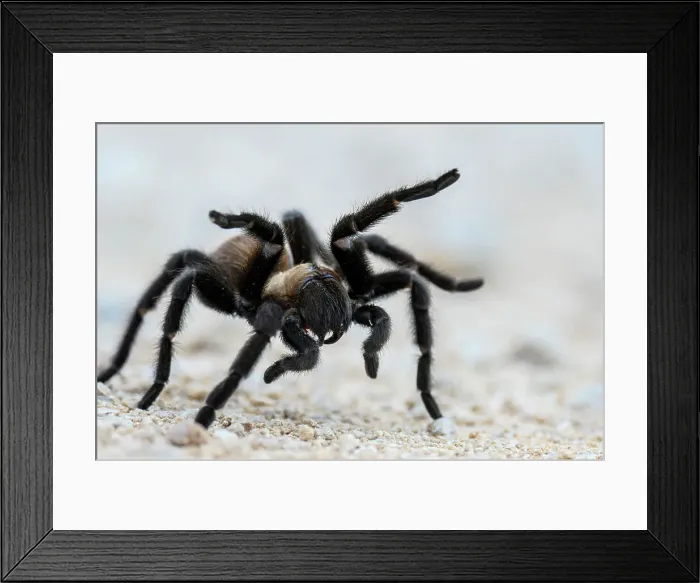 Framed Print : Texas brown tarantula (Aphonopelma hentzi), Llano Grande RV Resort, Mercedes, Texas, USA Framed Print : Texas brown tarantula (Aphonopelma hentzi), Llano Grande RV Resort, Mercedes, Texas, USA
