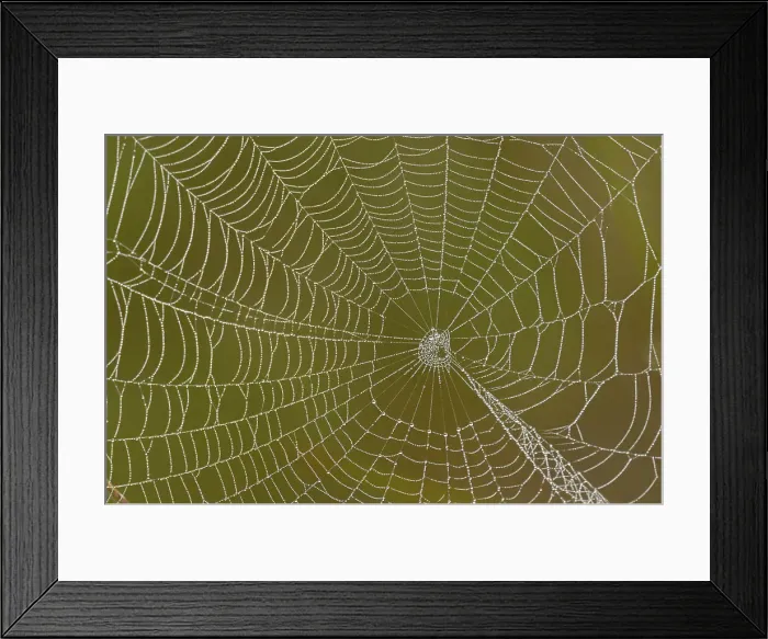 Framed Print : Dewy orb web, Estero Llano Grande State Park, Weslaco, Texas, USA Framed Print : Dewy orb web, Estero Llano Grande State Park, Weslaco, Texas, USA