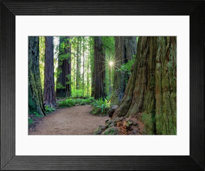 Framed Print : Path Through Redwoods, Jedediah Smith Redwoods State Park, California, USA Framed Print : Path Through Redwoods, Jedediah Smith Redwoods State Park, California, USA