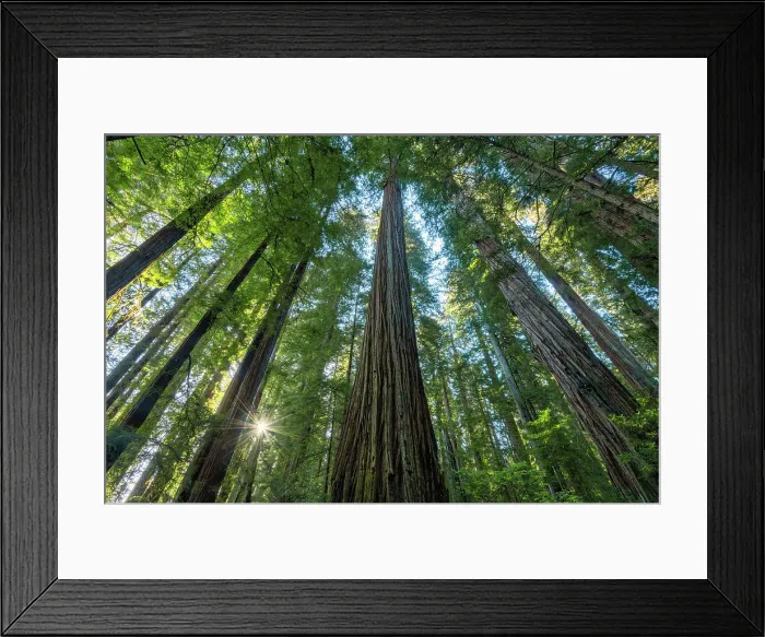 Framed Print : Sunburst Through Redwoods, Jedediah Smith Redwoods State Park, California, USA Framed Print : Sunburst Through Redwoods, Jedediah Smith Redwoods State Park, California, USA