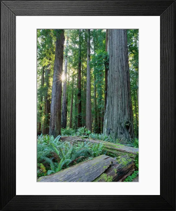 Framed Print : Sunburst Through Redwoods, Jedediah Smith Redwoods State Park, California, USA