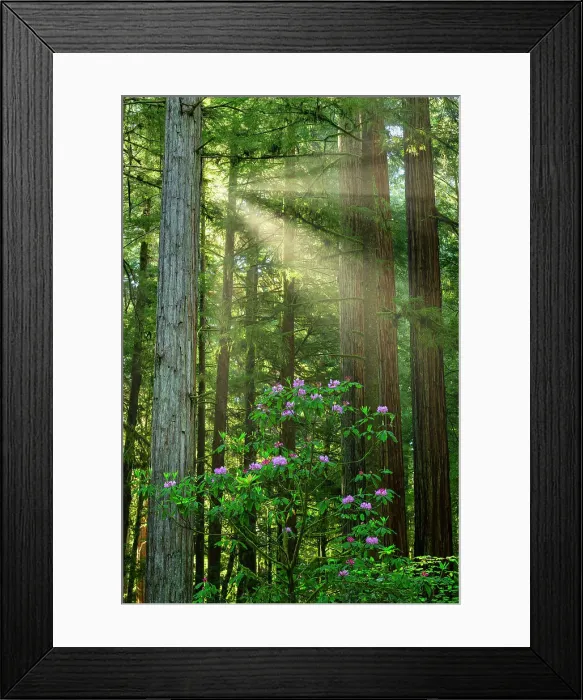 Framed Print : Sunrays through Redwoods, Jedediah Smith Redwoods State Park, California, USA Framed Print : Sunrays through Redwoods, Jedediah Smith Redwoods State Park, California, USA