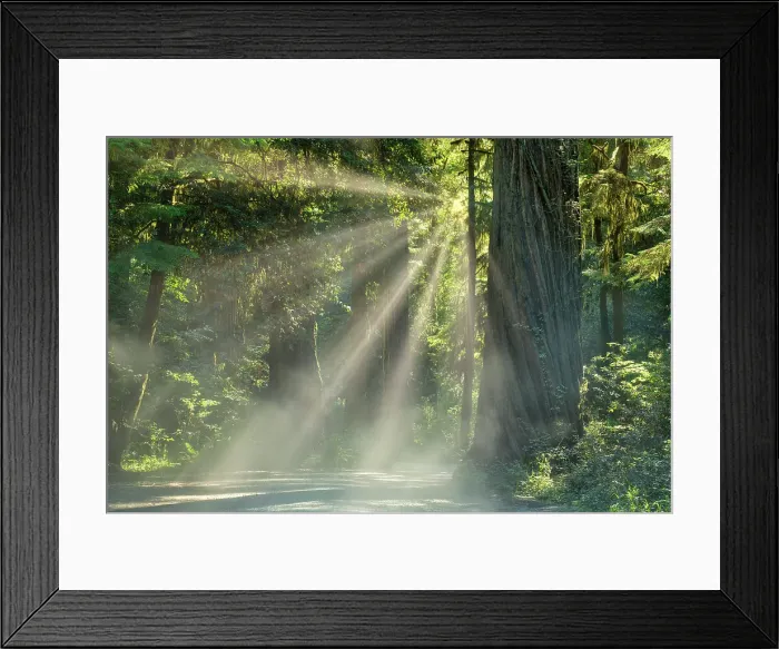 Framed Print : Sunrays through Redwoods, Jedediah Smith Redwoods State Park, California, USA
