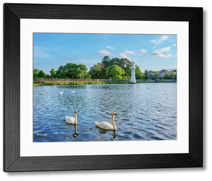 Framed Print : Swans and Scott Memorial Lighthouse at Roath Park Lake, Cardiff, Wales, United Kingdom Framed Print : Swans and Scott Memorial Lighthouse at Roath Park Lake, Cardiff, Wales, United Kingdom