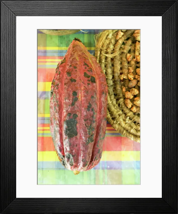 Framed Print : Cacao Fruit Diamond Waterfall and Botanical Garden Soufriere, Saint Lucia
