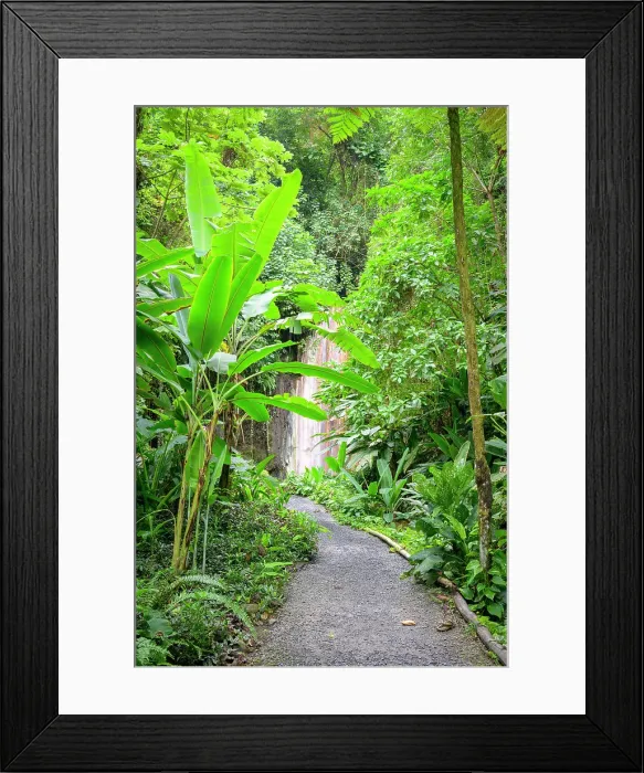 Framed Print : Tropical Rainforest leading into Diamond Waterfall and Botanical Garden Soufriere, Saint Lucia Framed Print : Tropical Rainforest leading into Diamond Waterfall and Botanical Garden Soufriere, Saint Lucia