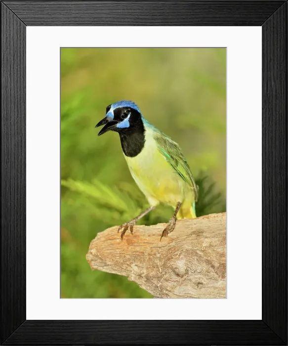 Framed Print : Green Jay (Cyanocorax yncas), Rio Grande City, Texas, USA Framed Print : Green Jay (Cyanocorax yncas), Rio Grande City, Texas, USA