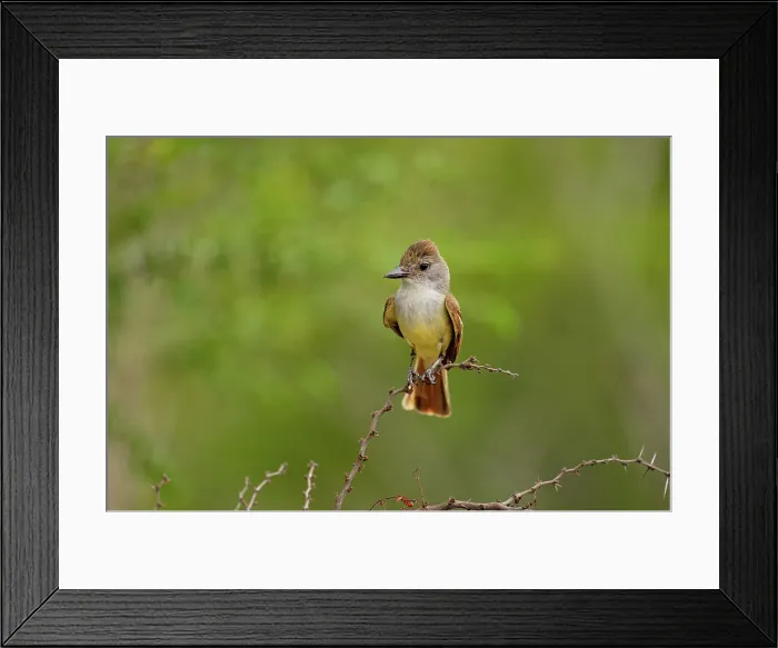 Framed Print : Ash-throated Flycatcher (Myiarchus cinerascens), Rio Grande City, Texas, USA Framed Print : Ash-throated Flycatcher (Myiarchus cinerascens), Rio Grande City, Texas, USA