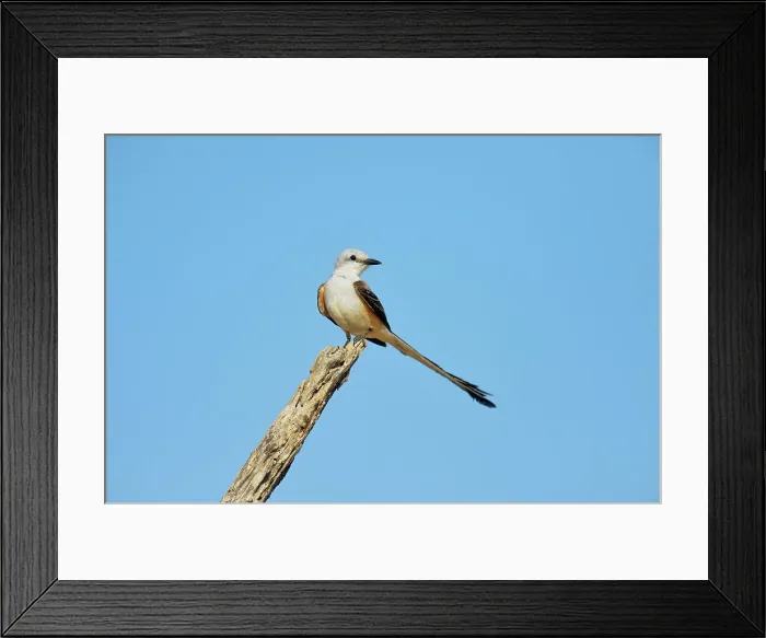 Framed Print : Scissor-tailed Flycatcher (Tyrannus forficatus), Rio Grande City, Texas, USA Framed Print : Scissor-tailed Flycatcher (Tyrannus forficatus), Rio Grande City, Texas, USA